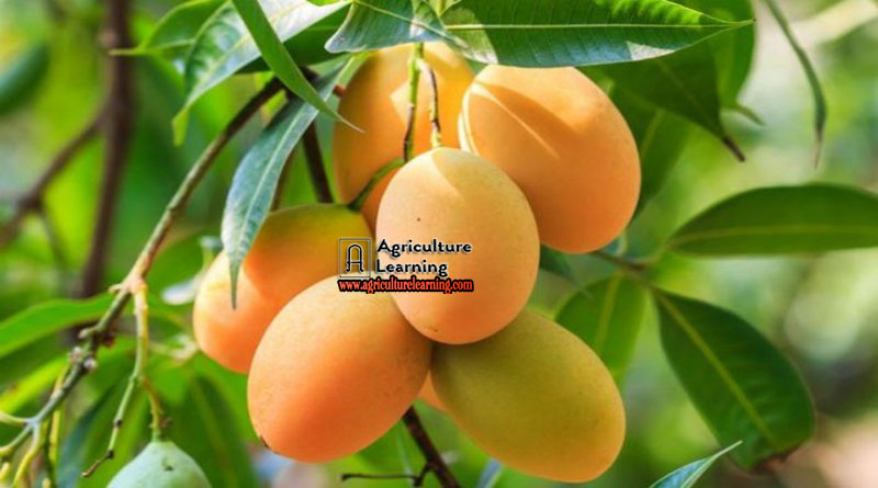 এবার রাজশাহীর বাঘা উপজেলার হিমসাগর ও ল্যাংড়া আম রপ্তানি হচ্ছে ইংল্যান্ড-নেদারল্যান্ডসে