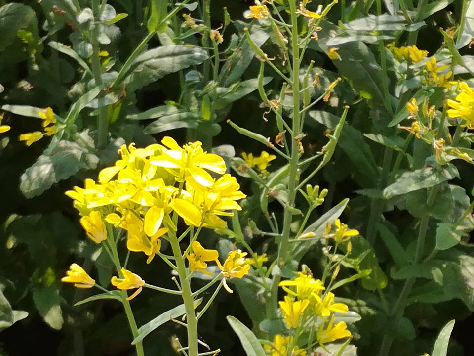 সরিষা প্রদর্শনী