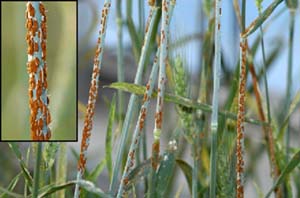 ধানের ব্যাকটেরিয়াজনিত পাতা পোড়া রোগ (Bacterial Blight)