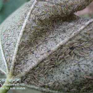 তুলার আঁচা পোকা