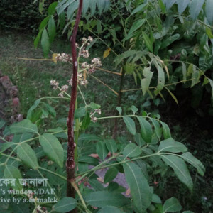 আমড়ার আগা মরা রোগ