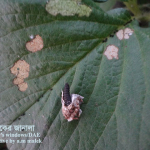 স্ট্রবেরির ব্যাগ ওয়ার্ম