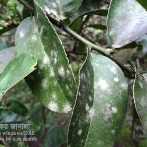 লেবুর পাউডারি মিলডিউ রোগ