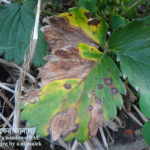 স্ট্রবেরি পাতার ব্লাইট রোগ