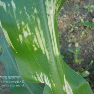 ভুট্টার ইউরিয়া ইনজুরি