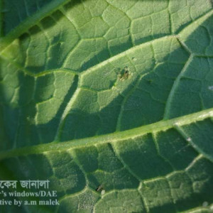 স্কোয়াশের জাব পোকা