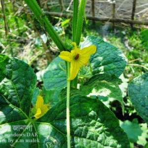 শসার রেড পামকিন বিটল